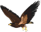 aigle ( - 免费PNG 动画 GIF