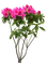 куст цветов - nemokama png animuotas GIF