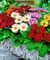 jarne kvety - Nemokamas animacinis gif