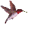 Hummingbird - Animovaný GIF zadarmo animovaný GIF