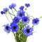 cornflowers susnhine3 - Ingyenes animált GIF