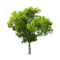 tree puu luonto nature sisustus decor - δωρεάν png κινούμενο GIF