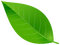Kaz_Creations Leaves Leafs - Free PNG Animated GIF