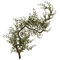 branch by nataliplus - png grátis Gif Animado