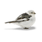 fågel---bird - PNG gratuit GIF animé