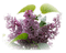 patymirabelle fleurs - png gratis GIF animasi