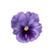 lila-flower2 - PNG gratuit GIF animé