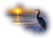 bird sunset oiseaux coucher de soleil