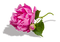 pivoines web charmille - 免费PNG 动画 GIF