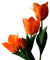 chantalmi  fleur tulipe orange