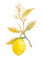 kikkapink lemon fruit deco png - png ฟรี GIF แบบเคลื่อนไหว