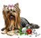 Kaz_Creations Christmas Dog Pup Dogs Colours - ilmainen png animoitu GIF