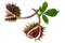 chestnuts, autumn - bezmaksas png animēts GIF