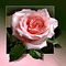 Background Rose - Bezmaksas animēts GIF animēts GIF