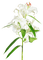 Flowers - png gratuito GIF animata