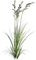 Plante Vert:) - PNG gratuit GIF animé