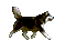 husky - Bezmaksas animēts GIF animēts GIF