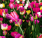 loly33 tulipe - Kostenlose animierte GIFs Animiertes GIF