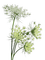 fleurs ombelles - ilmainen png animoitu GIF