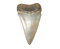 shark tooth - kostenlos png Animiertes GIF