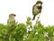 birds katrin - δωρεάν png κινούμενο GIF