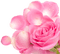 rose rose.Cheyenne63 - ücretsiz png animasyonlu GIF