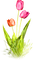 Tulips.Pink.Orange - бесплатно png анимированный гифка