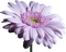 chrysanthèmes web charmille - png gratuito GIF animata