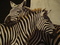 zebre - png grátis Gif Animado