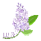 Lilac Flower - GIF animado grátis Gif Animado