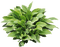 bush by nataliplus - ilmainen png animoitu GIF