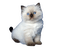 Киця - Gratis geanimeerde GIF