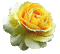 žuta ruža - Безплатен анимиран GIF анимиран GIF