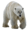 Björn-djur----bear--animal - PNG gratuit GIF animé
