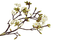 Spring Branch - 免费PNG 动画 GIF