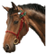 Christmas cheval - GIF animé gratuit
