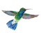 Hummingbird 04 - gratis png animerad GIF