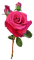 ruusu, rose - PNG gratuit GIF animé