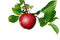 fruit,apple,tree - PNG gratuit GIF animé