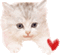 Kitty cat - GIF animado grátis Gif Animado
