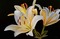 MMarcia fudo flores - δωρεάν png κινούμενο GIF
