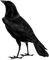 corbeau - darmowe png animowany gif
