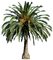 PALMERA - Free PNG Animated GIF