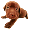dog - Безплатен анимиран GIF