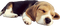 sleeping dog - бесплатно png анимированный гифка