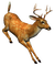 cerf - 免费PNG 动画 GIF
