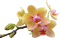 цветок - ingyenes png animált GIF
