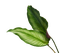 kikkapink tropical plant summer deco - PNG gratuit GIF animé