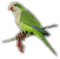 Oiseau ** - png gratis GIF animado