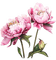 Pink flowers.Peonies.Victoriabea - GIF animado grátis